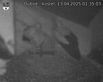 Capi_Dubne_20250413_013503.jpg