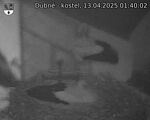 Capi_Dubne_20250413_014002.jpg