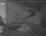 Capi_Dubne_20250413_015503.jpg
