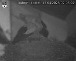 Capi_Dubne_20250413_020502.jpg
