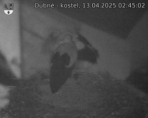 Capi_Dubne_20250413_024502.jpg (1350 x 1080)