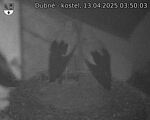 Capi_Dubne_20250413_035003.jpg