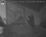Capi_Dubne_20250413_040503.jpg