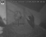 Capi_Dubne_20250413_041002.jpg