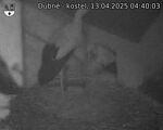 Capi_Dubne_20250413_044003.jpg