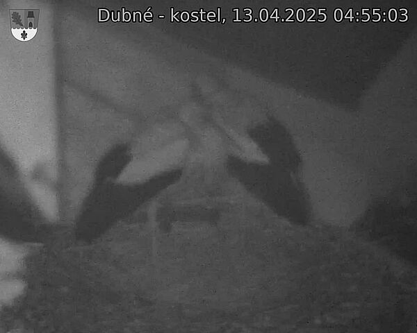 Capi_Dubne_20250413_045503.jpg (1350 x 1080)
