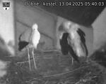 Capi_Dubne_20250413_054003.jpg