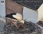 Capi_Dubne_20250413_065003.jpg