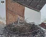 Capi_Dubne_20250413_080003.jpg