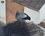 Capi_Dubne_20250413_082002.jpg