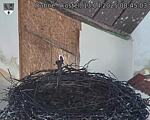 Capi_Dubne_20250413_084503.jpg