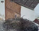 Capi_Dubne_20250413_085503.jpg