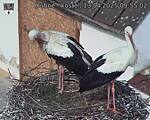 Capi_Dubne_20250413_095502.jpg