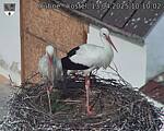Capi_Dubne_20250413_101002.jpg