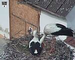 Capi_Dubne_20250413_112003.jpg