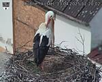Capi_Dubne_20250413_122002.jpg