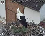 Capi_Dubne_20250413_133002.jpg