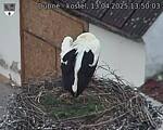 Capi_Dubne_20250413_135003.jpg