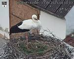 Capi_Dubne_20250413_141003.jpg