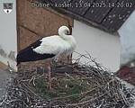Capi_Dubne_20250413_142003.jpg