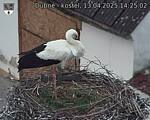 Capi_Dubne_20250413_142502.jpg