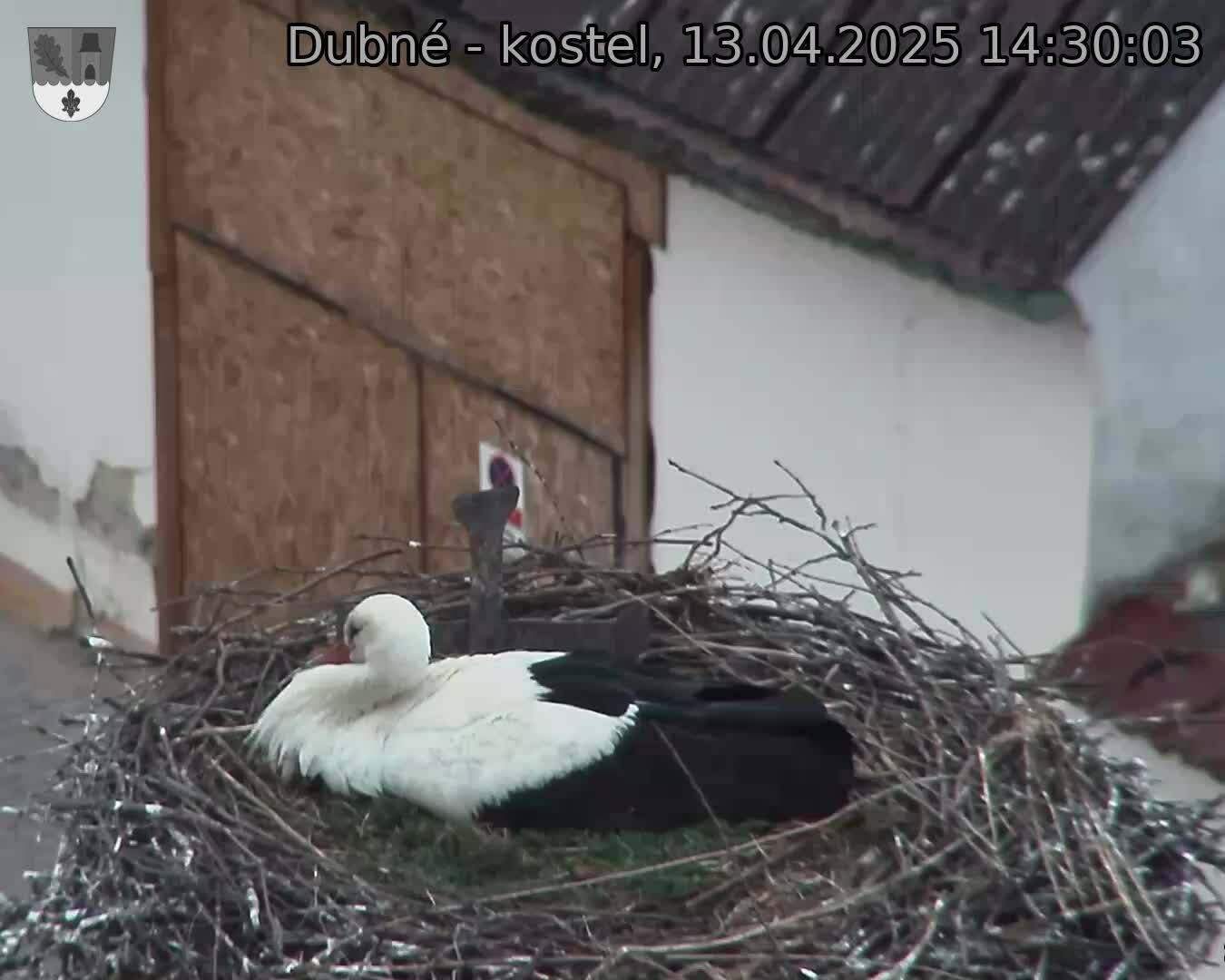 Capi_Dubne_20250413_143003.jpg (1350 x 1080)
