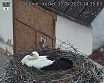 Capi_Dubne_20250413_143503.jpg