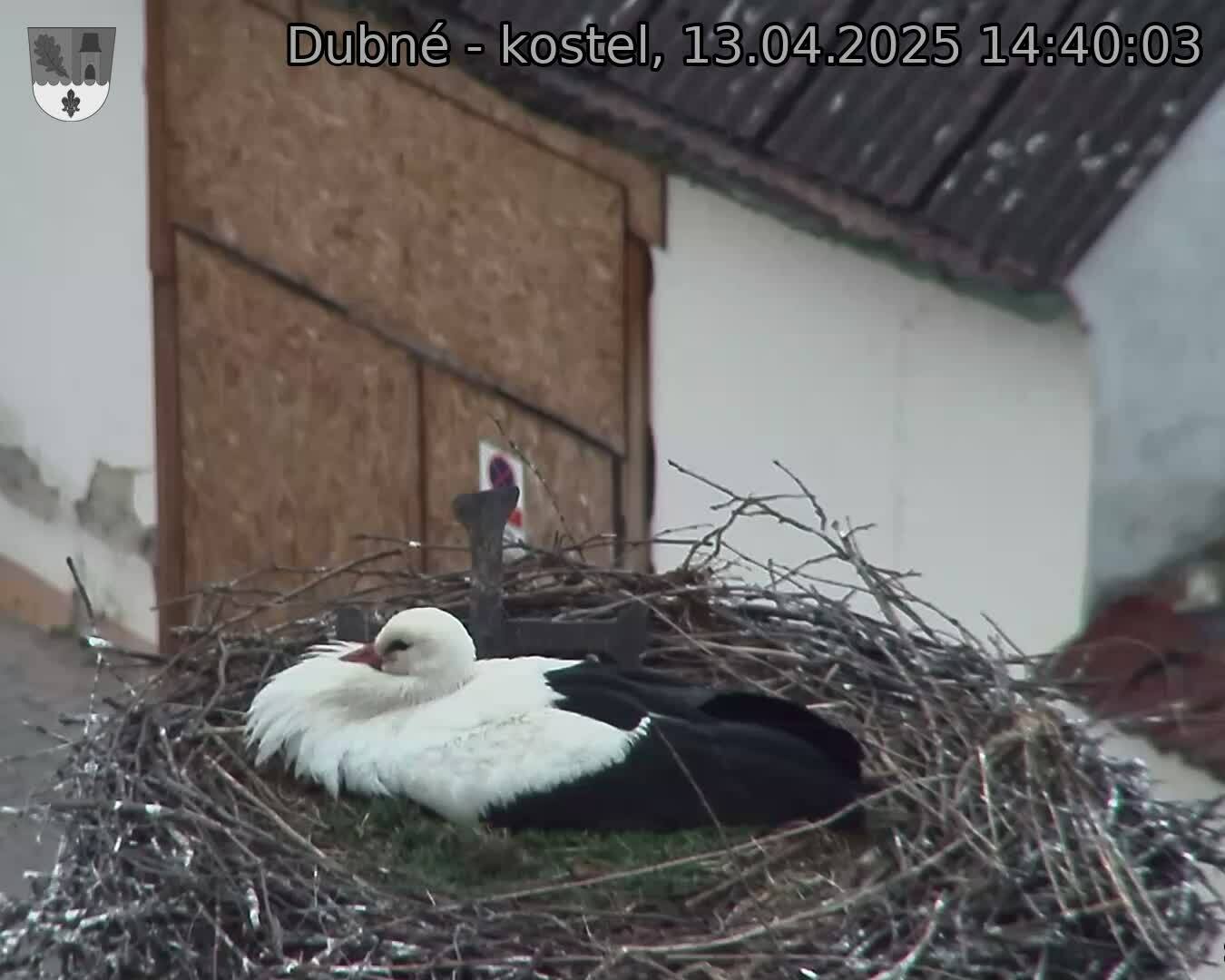 Capi_Dubne_20250413_144003.jpg (1350 x 1080)