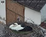 Capi_Dubne_20250413_144003.jpg