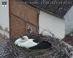Capi_Dubne_20250413_144003.jpg (1350 x 1080)
