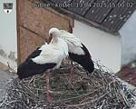 Capi_Dubne_20250413_150002.jpg