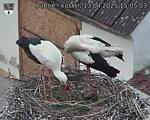 Capi_Dubne_20250413_150503.jpg