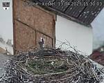 Capi_Dubne_20250413_153003.jpg
