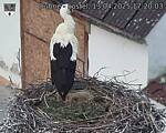 Capi_Dubne_20250413_172003.jpg