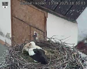 Capi_Dubne_20250413_183003.jpg (1350 x 1080)