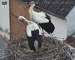 Capi_Dubne_20250413_184003.jpg