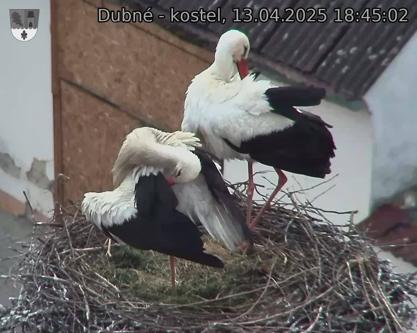 Capi_Dubne_20250413_184502.jpg (1350 x 1080)