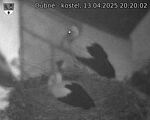 Capi_Dubne_20250413_202002.jpg