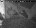 Capi_Dubne_20250413_203002.jpg