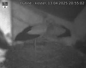 Capi_Dubne_20250413_205503.jpg (1350 x 1080)