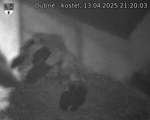 Capi_Dubne_20250413_212003.jpg (1350 x 1080)