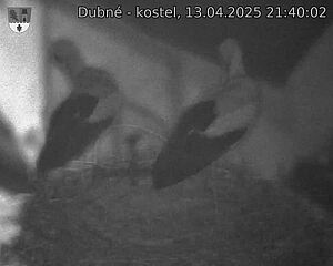 Capi_Dubne_20250413_214002.jpg (1350 x 1080)
