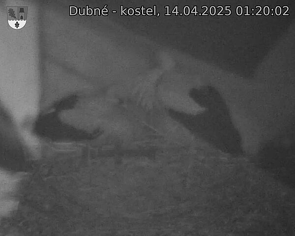 Capi_Dubne_20250414_012002.jpg (1350 x 1080)