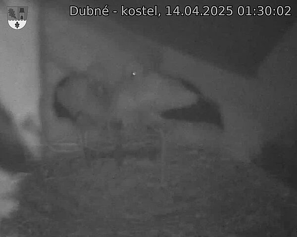 Capi_Dubne_20250414_013002.jpg (1350 x 1080)