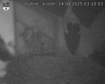 Capi_Dubne_20250414_031003.jpg