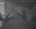 Capi_Dubne_20250414_033003.jpg