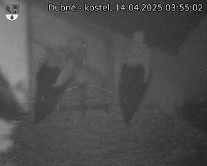 Capi_Dubne_20250414_035502.jpg (1350 x 1080)