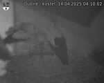 Capi_Dubne_20250414_041002.jpg