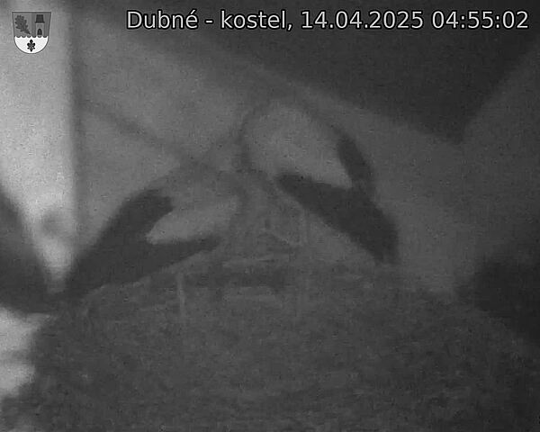 Capi_Dubne_20250414_045502.jpg (1350 x 1080)
