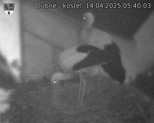 Capi_Dubne_20250414_054003.jpg (1350 x 1080)